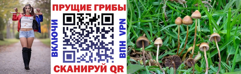 как найти наркотики  hydra как войти  Галлюциногенные грибы Magic Shrooms  Каргат 